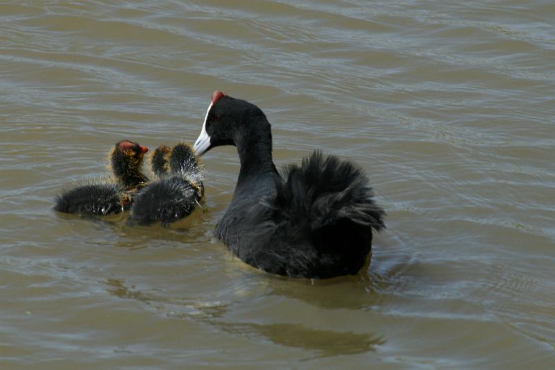 ma frieda 090.JPG - Bleshoender kuikens saam met ma